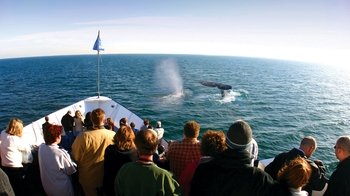 Whale & Dolphin Watching Expedition