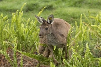 ,Zoológico de San Diego
