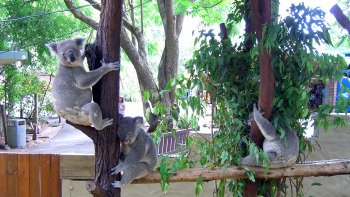 City Half-Day Tour with Koala Sanctuary