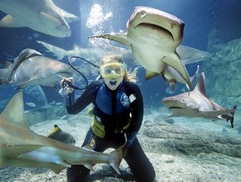 Melbourne Shark Dive Experience