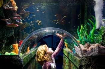 Skip-The-Line: SEA LIFE Melbourne Aquarium Admission