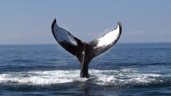 Whale-Watching Cruise in Stellwagen Bank Marine Sanctuary