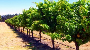 Margaret River Wineries Day Tour from Perth