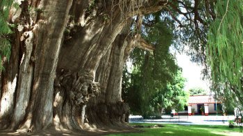 Tour por El Tule, Teotitlán del Valle y ruinas de Mitla