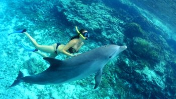 Snorkel & Swim with Dolphins