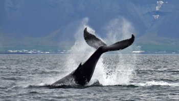 Croisière d'observation des baleines d'une demi-journée dans la baie de Fax...