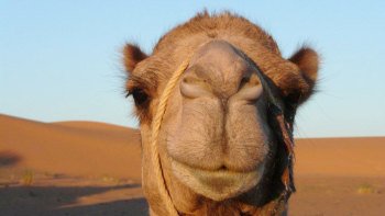 Camel Ride in Palm Grove