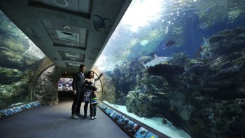 Aquarium of the Pacific Tickets