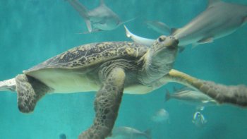 Audubon Nature Institute Multi-Park Experience Tickets