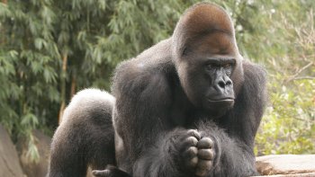 Audubon Zoo Tickets