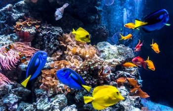 Bevorzugter Einlass: AquaDom & SEA LIFE Berlin