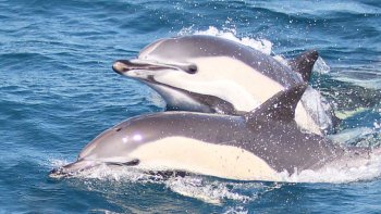 Combo Tour: The Rock of Gibraltar Tour & Dolphin-Watching Cruise
