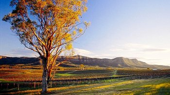 Tagesausflug ins Hunter Valley in kleiner Gruppe