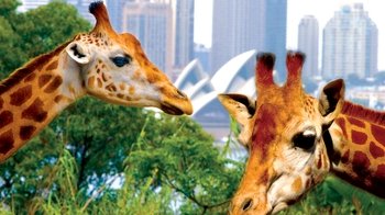 Taronga Zoo Ticket with Hop-On Hop-Off Explorer Cruise