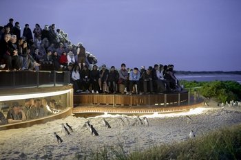 Phillip Island Ultimate Eco Tour from Melbourne