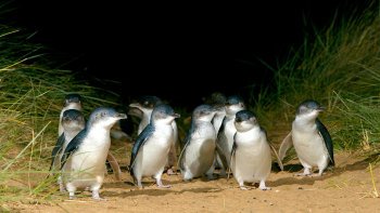 Penguin Parade & Moonlit Sanctuary Afternoon Tour