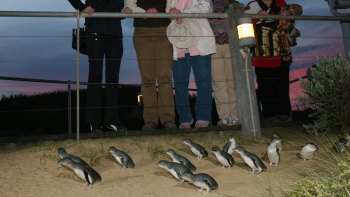 Phillip Island & Penguin Parade Premium Viewing Tour