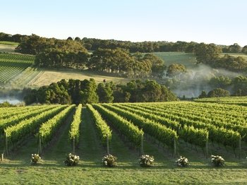 Mornington Peninsula Coastal Wine, Cheese and Cider Tour