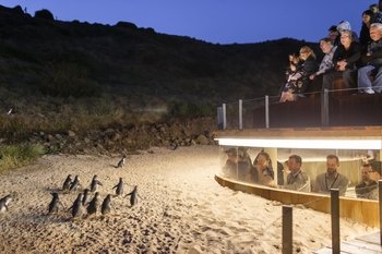 Small Group Phillip Island & Penguin Parade Day Tour