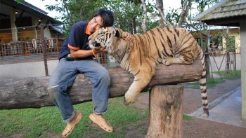 Tiger Kingdom & Padong Long-Necked Hill-Tribe Village Half-Day Tour