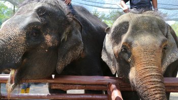 Nature & Elephant Sanctuary Tour