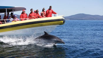 Bruny Island Tour & Wilderness Cruise from Hobart