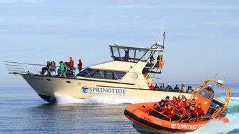 3-Hour Whale Watching Tour via Zodiac or Motor Yacht