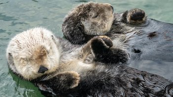 Vancouver Aquarium