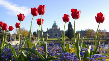 Victoria City Tour & Butchart Gardens Visit