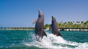 ,Nadar con delfines