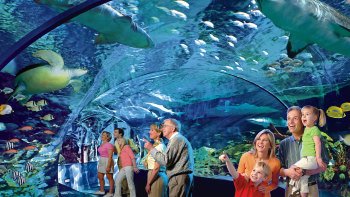 Ripley's Aquarium of the Smokies with Multiple Attraction Options