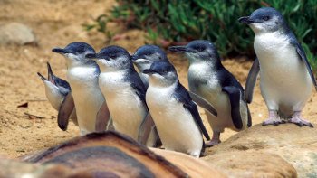 Phillip Island Penguins, Kangaroos & Koalas Tour