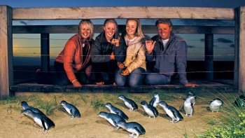 Night Time Penguin Parade on Phillip Island from Melbourne