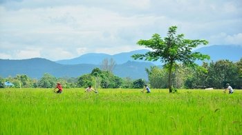 Sankampaeng Countryside Cycling Tour with Hot Springs