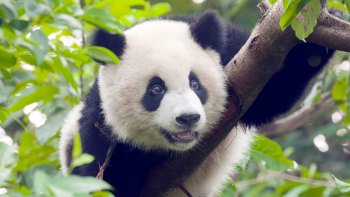 Guangzhou Day Trip from Hong Kong with Giant Panda Encounter