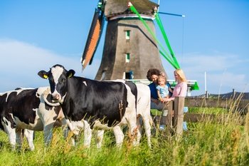 Dutch Windmills & Edam Tour with Lunch & Cheese Tasting