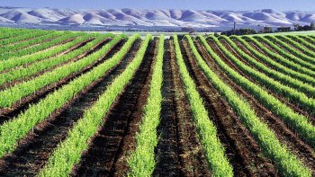 Victor Harbor & McLaren Vale Highlights Full-Day Tour with Lunch