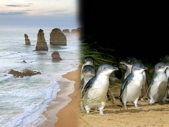 2 Tours Combo: Great Ocean Road & Phillip Island with Attractions Pass