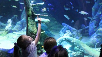 SEA LIFE Charlotte-Concord Aquarium