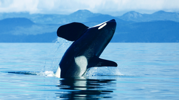 Victoria Whalewatching Adventure with Seaplane & Cruise
