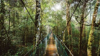 O'Reilly's & Lamington National Park Day Tour