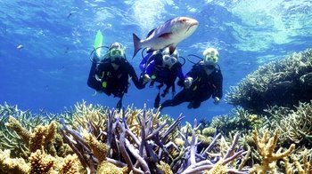 Great Barrier Reef Agincourt Reef