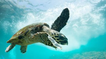 Scuba Diving Tour