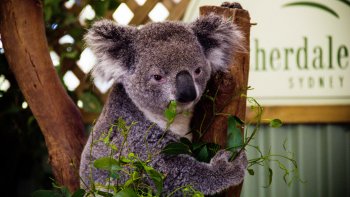 Blue Mountains Scenic Tour & River Cruise