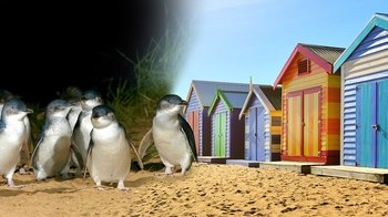 Phillip Island Penguin Parade, Moonlit Sanctuary & Seal Rocks Day Tour