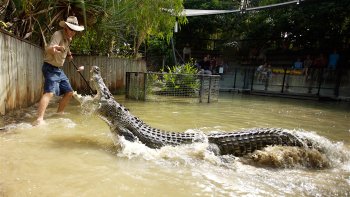 Hartley's Crocodile Adventures Admission