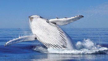 Whale Watching Cruise Sydney Harbour