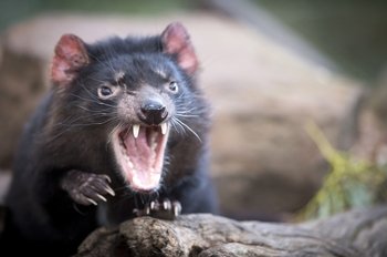 Full-Day Tasmanian Devil Park & Port Arthur Tour from Hobart