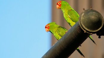 Wild Parrots of Telegraph Hill Walking Tour
