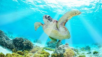 4-Day Tropical Reef and Rainforest Tour